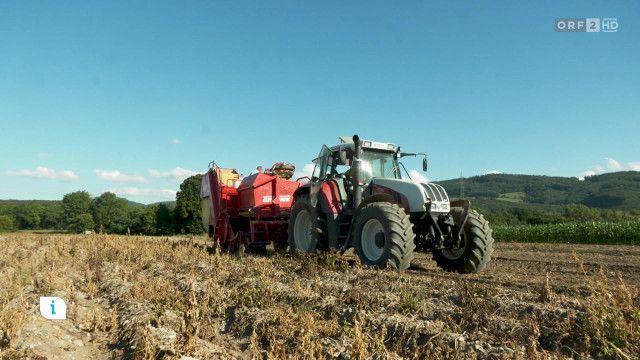 Infos & Tipps: Erdäpfelernte unter Druck