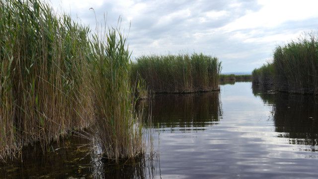 Wildnis im Schilf: Nationalpark Neusiedler See Seewinkel