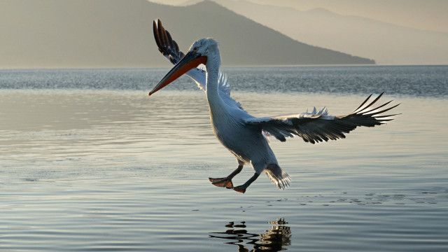 Universum: Die Vjosa - Albaniens ungezähmter Fluss