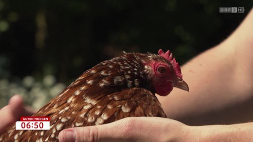 Guten Morgen Österreich 06:30 Guten Morgen Österreich 06:30 Folge 322: Guten Morgen Österreich vom 05.06.2026