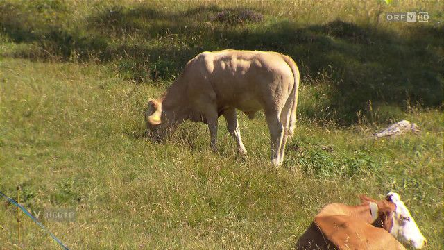Vorarlberg heute vom 31.07.2026