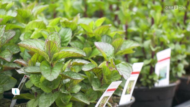 Infos & Tipps: Kräuter im Frühling