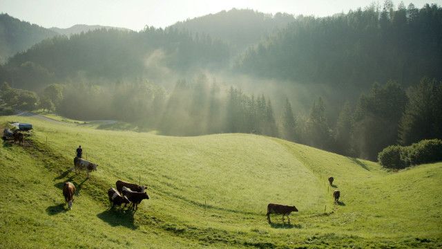 Das Bergsteigerdorf - Vom Leben in Lunz am See