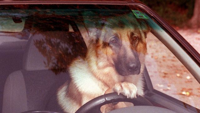 Kult-Serie "Kommissar Rex" (7/15): Hetzjagd