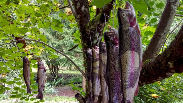 Die Wiener Alpen - Von Aufsteigern und Überfliegern