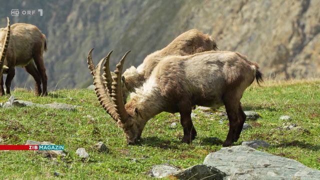 ZIB Magazin Klima: Hohe Tauern: Freiluftlabor im Hochgebirge