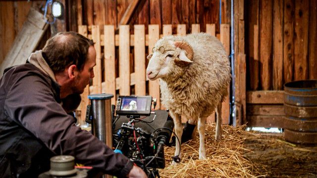 Sheep: Making of