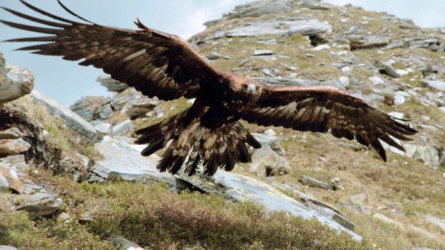 Universum: Naturerbe Österreich - Die Nationalparks: Die Herausforderungen