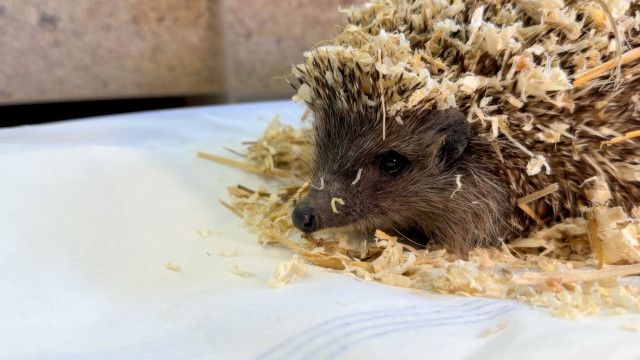 Die Abenteuerchecker: Wildtierstation