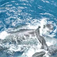 Erste dokumentierte Geburt eines Pottwals