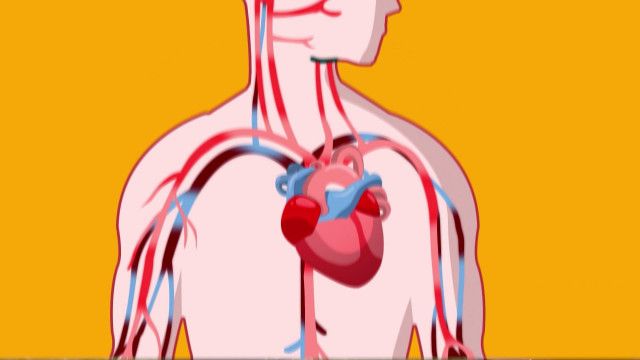 Wunder Du Clip: Herz - Pumpe