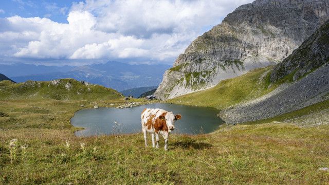 Auf den Steirer und Kärntner Almen