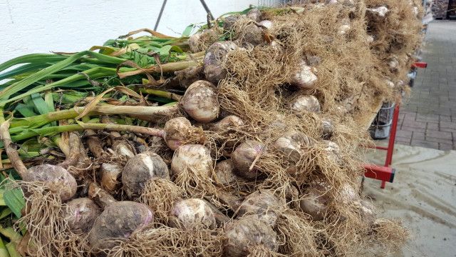 Zurück zur Natur: Natur und Nahrung