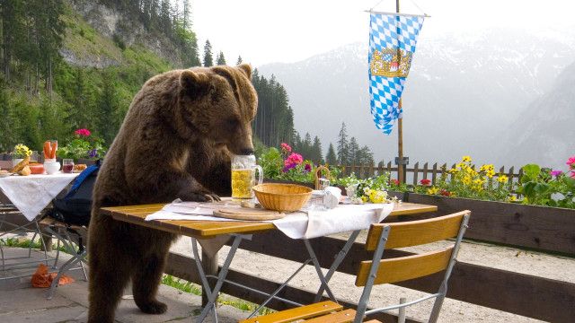 Der Bär ist los! Die Geschichte von Bruno