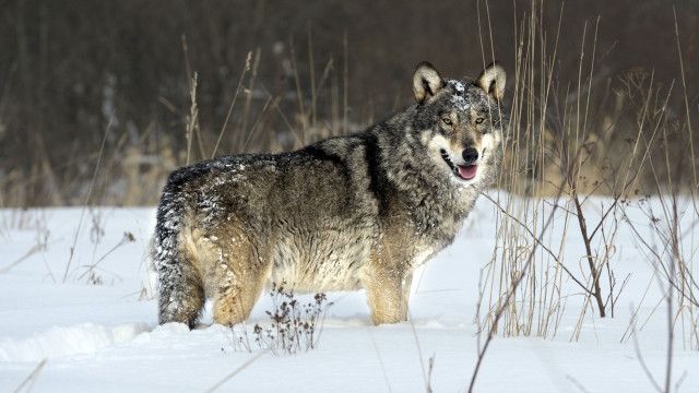 Universum: Radioaktive Wölfe - Tschernobyls verbotene Wildnis