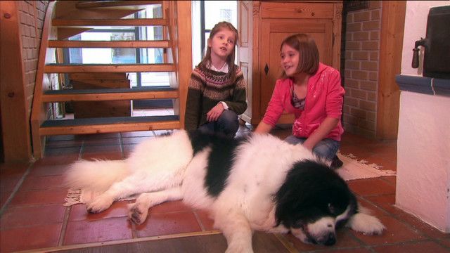 Helmi-Kinder-Verkehrs-Club: Braver Hund
