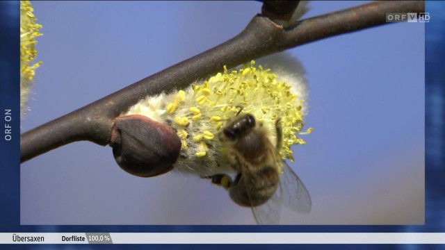 Wenn das Leben neu erwacht - Ein Panoptikum