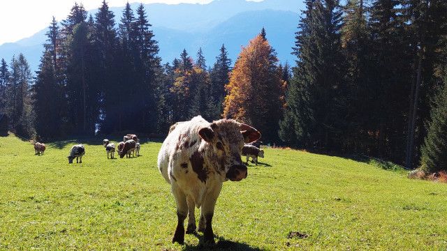 Österreich-Bild aus dem Landesstudio Kärnten: Slow food - Kulinarisches Erbe als Schatz der Zukunft