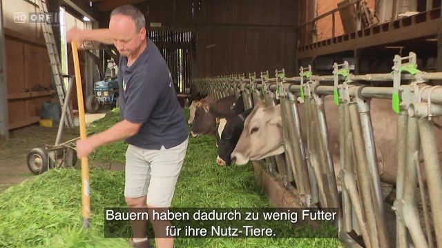 Nachrichten in Einfacher Sprache vom 04.08.2026
