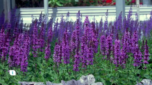 infos & tipps infos & tipps Folge 544: Infos & Tipps: Insektenattraktive Sommerpflanzen