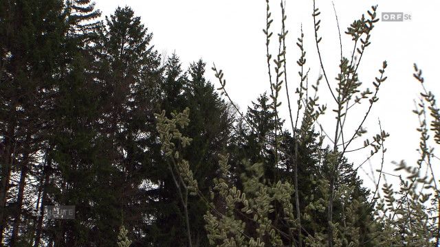 Steiermark heute vom 26.03.2026