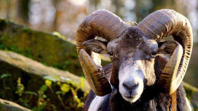 Schafe - Die heimlichen Helden der Almen