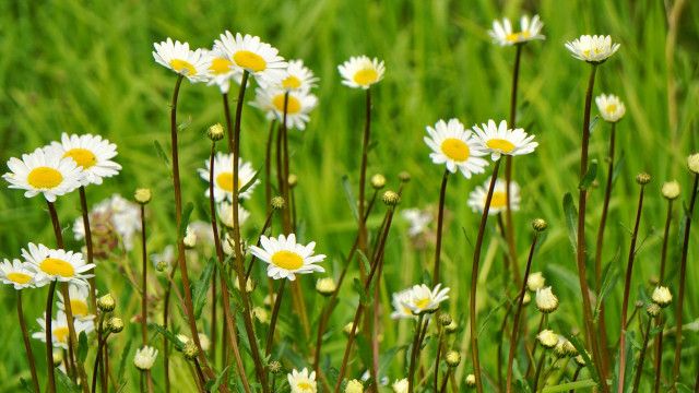 Unser Österreich: Die Fülle des Lebens - Das Geheimnis der Magerwiesen