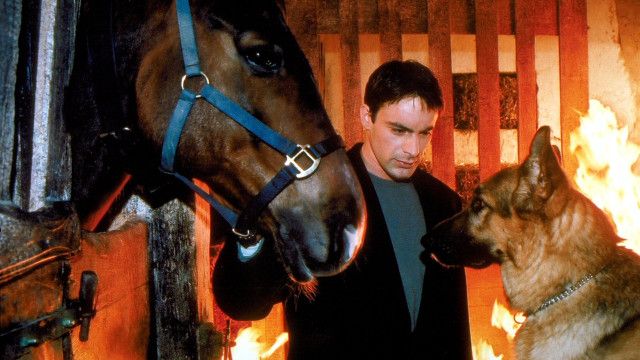 Kult-Serie "Kommissar Rex" (5/15): Das Millionenpferd