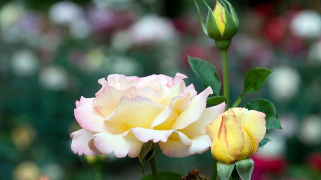 Universum: Rose - Königin der Blumen