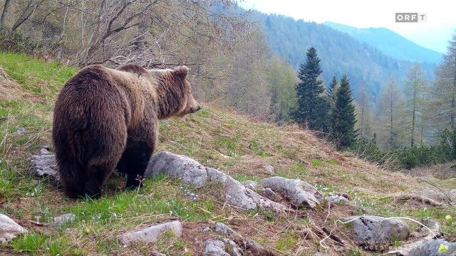 Tirol heute vom 06.04.2026