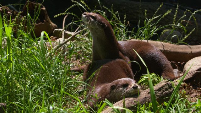 Tolle Tiere vom 01.04.2026
