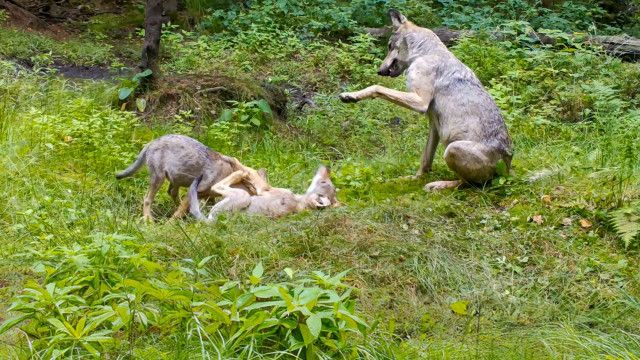 Universum: Wildtiere privat