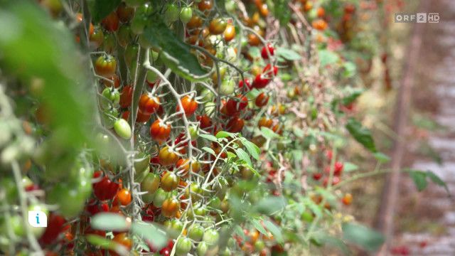 Infos & Tipps: Tomaten