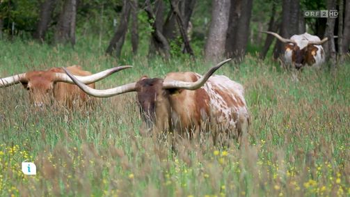 infos & tipps infos & tipps Folge 532: Infos & Tipps: Texas Longhorn-Rinder