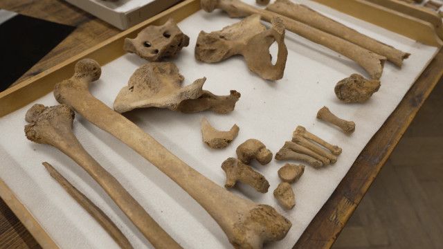 Wunder Du Clip: Knochen - Museum