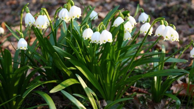 Universum: Pielach - Im Garten der Voralpen