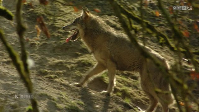 Kärnten heute vom 17.04.2026