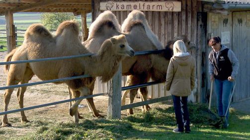 Österreich-Bild Österreich-Bild Folge 143: Österreich-Bild: Ein Herz für Tiere - Tierschutz in Niederösterreich