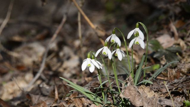 Box: Frühling