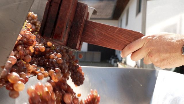 Österreich-Bild: Wein aus 4 Vierteln - Wenn aus oö. Landwirten Spitzenwinzer werden