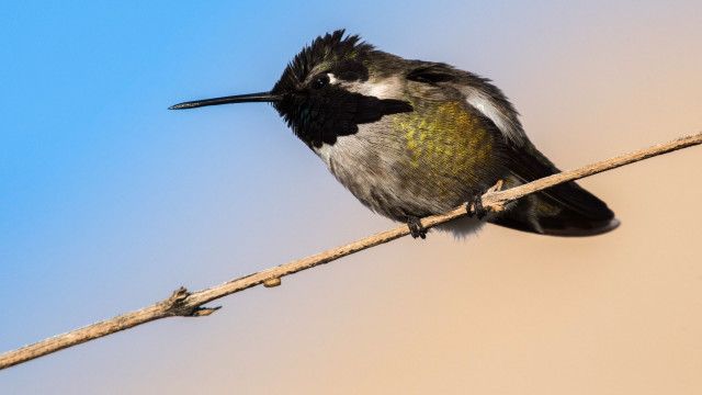 Universum: Ein Jahr auf unserer Erde - Frühling