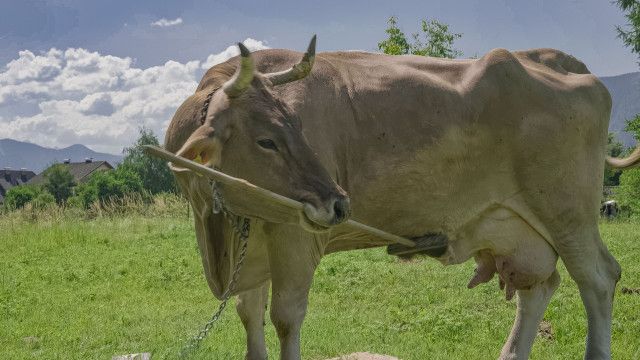 kreuz & quer: Tierisch nah - Wie ähnlich wir den Tieren sind