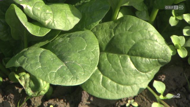 Studio 2 vom 01.04.2026