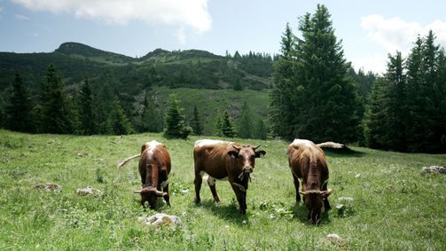 Land der Berge Land der Berge Folge 400: Almleben am Salzburger Untersberg