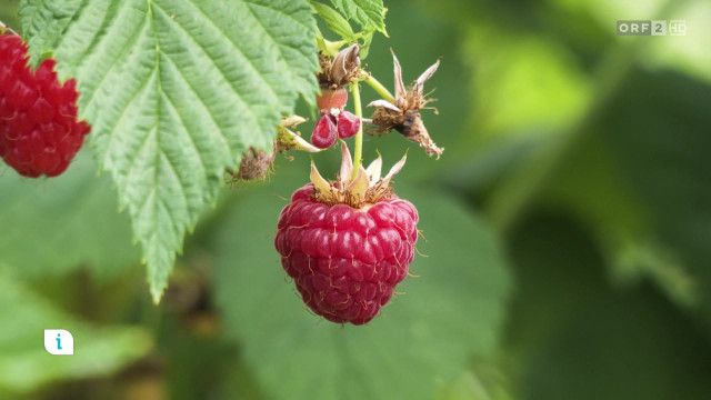 Infos & Tipps: Beeren und Kirschen