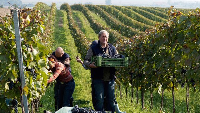 Der Winzerkönig (10/13): Zeit der Lese