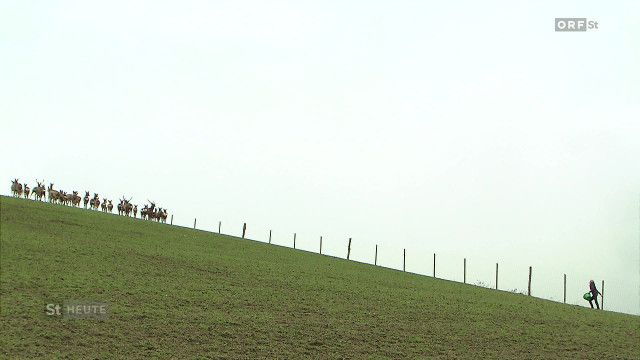 Steiermark heute vom 16.08.2026