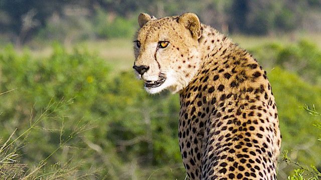 Südafrika: Harte Zeiten für Löwen und Geparde