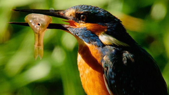 Universum: Magische Momente der Natur