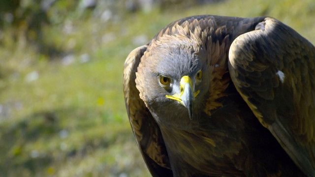 Tierwelt der Alpen - Sommer